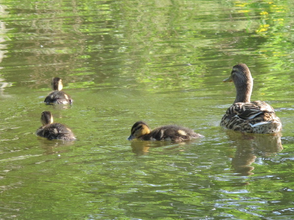 Enten mit Jungen